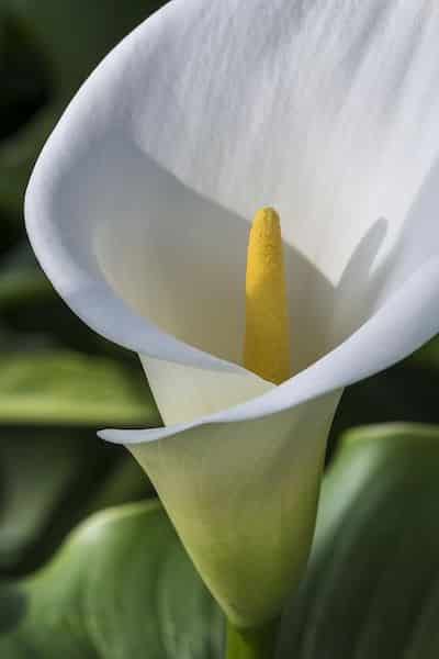 calla fiore bianco