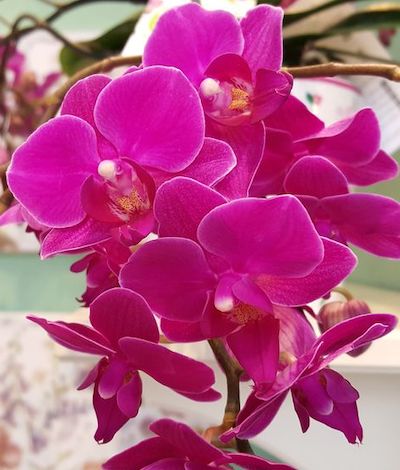 orchidea fiori