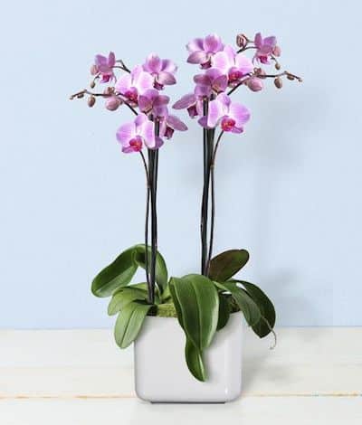 orchidea pianta