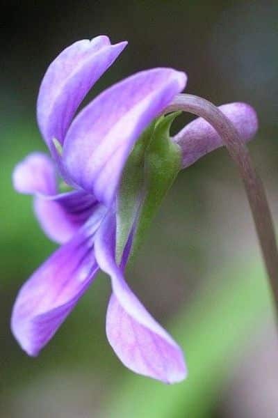 violetta fiore colorato