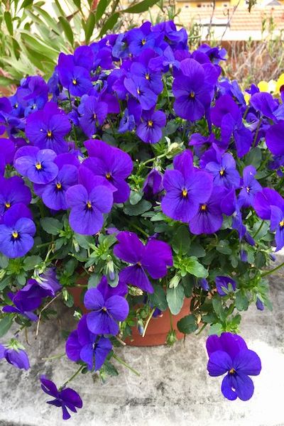 violetta pianta