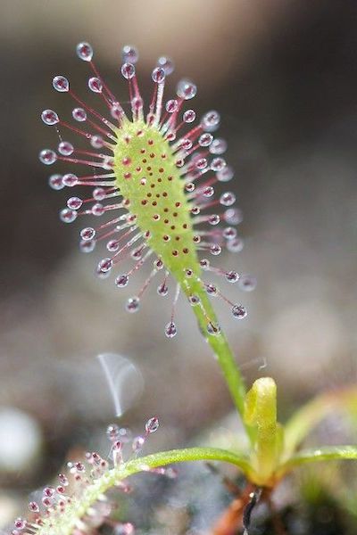 drosera capensis fiore pianta carnivora mangia insetti