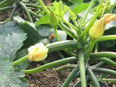 pianta zucchine