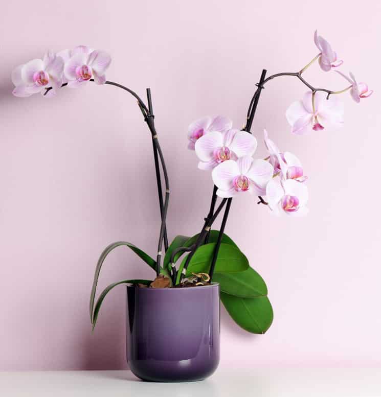 orchidee rosa