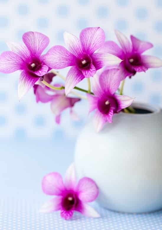 orchidee viola