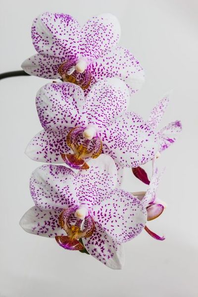 orchidea fiori