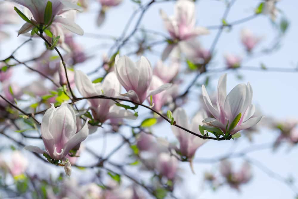 magnolia primaverile
