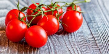 coltivazione pomodoro