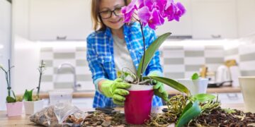 concimi-orchidee