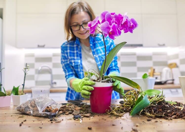 concimi-orchidee