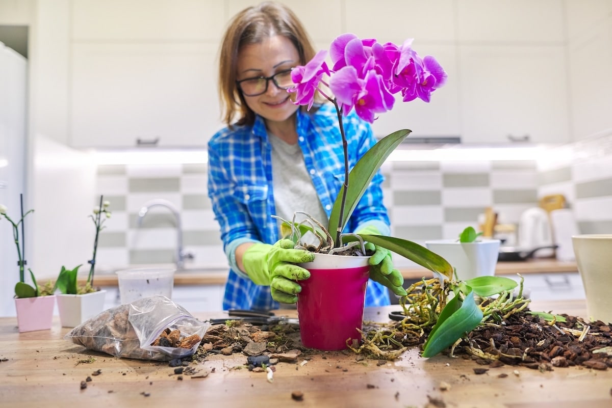 Concime per orchidee: guida all'acquisto