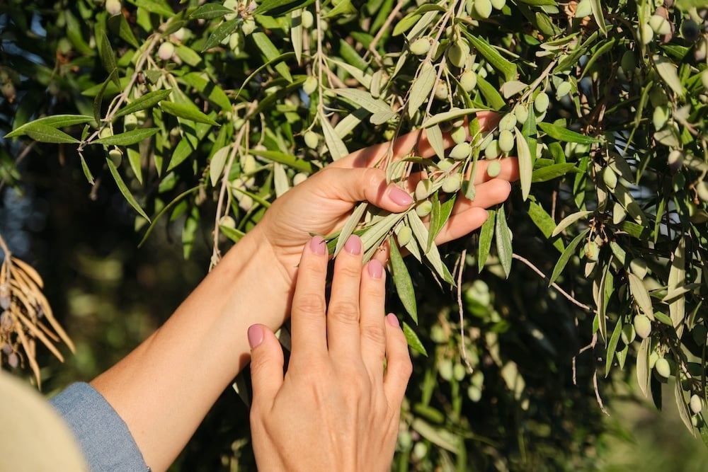 coltivazione-olivo