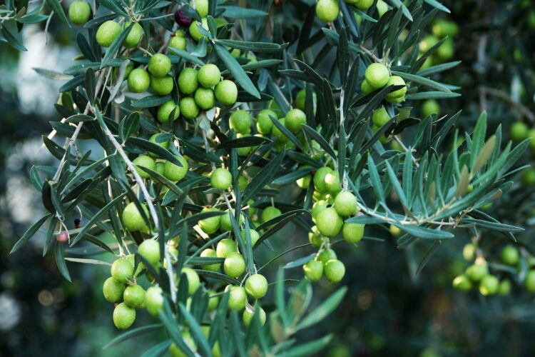 concimi-migliori-olivo
